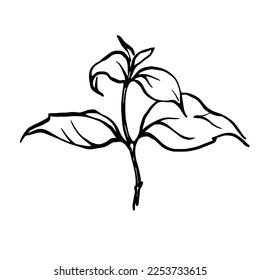Hand drawn mint sprig monochrome outline illustration, pepermint plant vector drawing.