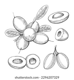 Hand drawn miracle berries illustration. Sweet miraculous berry bunch pencil sketch, synsepalum dulcificum bundle engraving style design