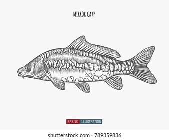 Hand drawn mirror carp isolated. Engraved style vector illustration. Template for your design works.