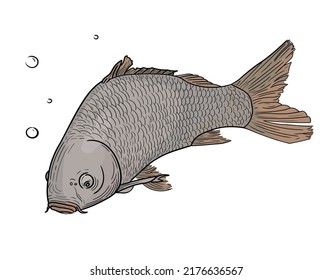 Hand drawn mirror carp is drawn with lines and colored. Vector illustration, isolate on white background, EPS 10. Fish underwater with air bubbles.