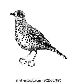  Hand drawn Mistle thrush vector illustration in engraved style. Passerine Bird isolated on white background. Hand drawing. Vintage bird sketch. Stormcock outline. 
