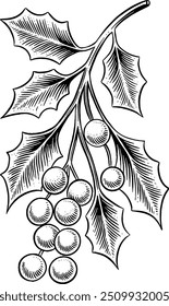 Hand drawn Mistletoe Christmas Holly leaves Christmas Ornament Christmas Decor Sketch Illustration Engraving Woodcut Vintage Style Vector