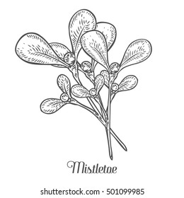 Hand drawn mistletoe plant with berry. Greeting card illustration.