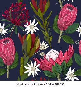 hand drawn mixed kinds of waratah and protea, australia native wild flower seamless pattern on navy background