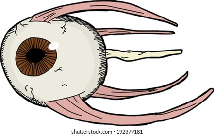 Hand drawn model of human eye with muscles