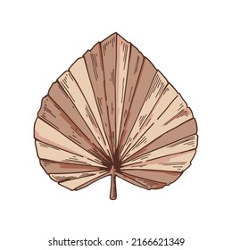 Hand drawn modern floristic design element. Dried palm tree leaf isolated on white. Vector illustration in sketch style