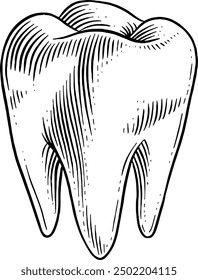 Hand drawn Molar Tooth Sketch Illustration