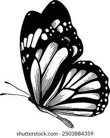 Hand drawn Monarch Butterfly Side View Sketch Illustration