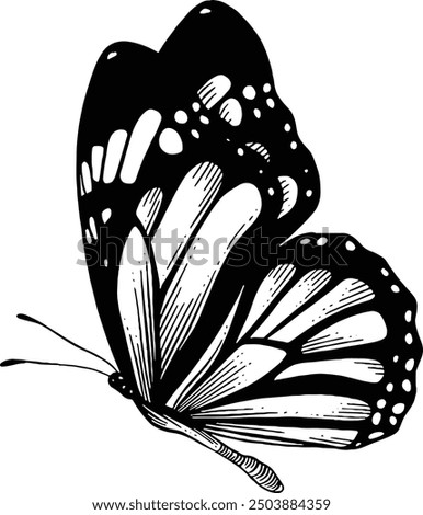 Hand drawn Monarch Butterfly Side View Sketch Illustration
