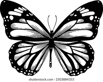 Hand drawn Monarch Butterfly Sketch Illustration