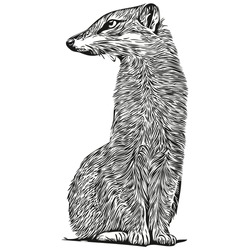 Hand drawn Mongoose on a white background, Mongooses
