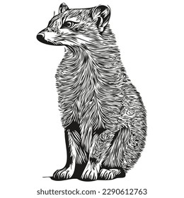 Hand drawn Mongoose on a white background, Mongooses
