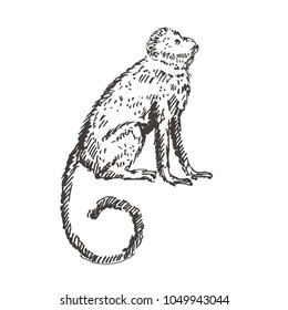 Hand drawn monkey. Sketch, vector illustration.
