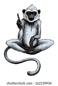 hand drawn monkey, vector illustration