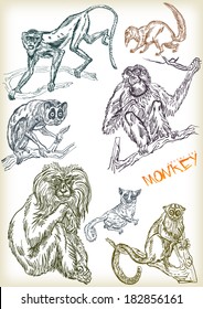 hand drawn monkey vector set