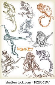 hand drawn monkey vector set