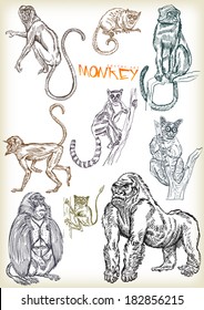 hand drawn monkey vector set