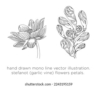 hand drawn mono line vector illustration.
stefanot (garlic vine) petals flowers.