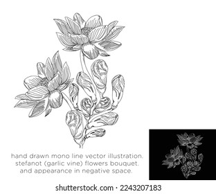 ilustración del vector mono de línea dibujada a mano.
ramo de flores de estefanot (vid de ajo).
y en el espacio negativo.