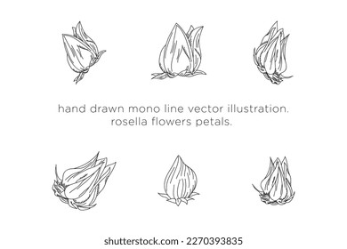 hand drawn mono line vector illustration.
rosella flowers petals.