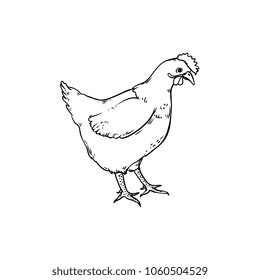 hand drawn monochrome black and whitechicken, rooster, cock with crest. Isolated illustration on a white background. Farm poultry object for coloring book design
