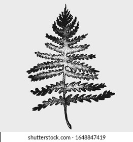 hand drawn monochrome botanical style plant vector illustrations in stippling technique . simple isolated floral and herb elements for graphic design, invitations, posters, tattoos. 