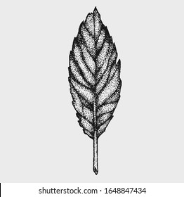 hand drawn monochrome botanical style plant vector illustrations in stippling technique . simple isolated floral and herb elements for graphic design, invitations, posters, tattoos. 