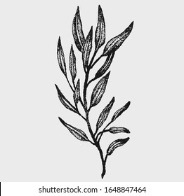 hand drawn monochrome botanical style plant vector illustrations in stippling technique . simple isolated floral and herb elements for graphic design, invitations, posters, tattoos. 