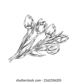 Hand drawn monochrome bouquet of tulips, sketch style, vector illustration isolated on white background. Black outline flowers, design element, engraved botany painting