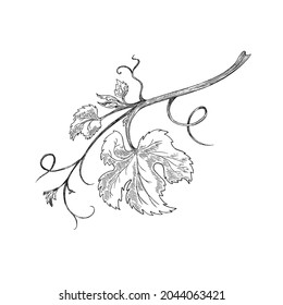 Hand drawn monochrome branch of grape vine with leaves, engraving vector illustration isolated on white background. Grape brunch part of vine plant in black and white.