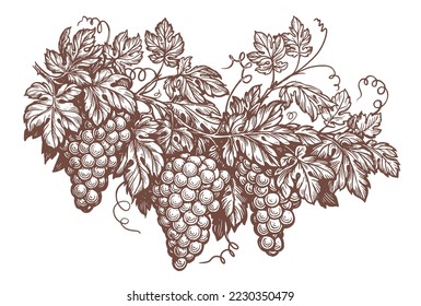 Hand drawn monochrome branch of grape vine with leaves, engraving vector illustration. Winemaking concept sketch vintage