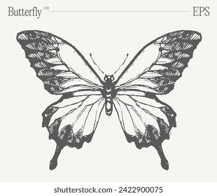 Hand drawn monochrome butterfly illustration on blank backdrop. Vector sketch.