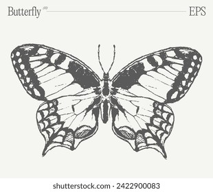 Hand drawn monochrome butterfly illustration on blank backdrop. Vector sketch.