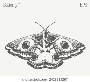 Hand drawn monochrome butterfly illustration on blank backdrop. Vector sketch.