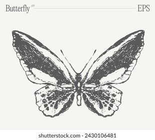 Hand drawn monochrome butterfly illustration on blank backdrop. Vector sketch.