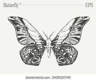 Hand drawn monochrome butterfly illustration on blank backdrop. Vector sketch.