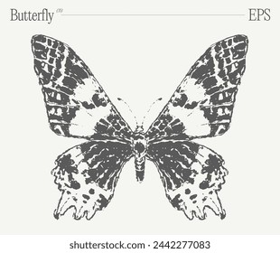 Hand drawn monochrome butterfly illustration on blank backdrop. Vector sketch.