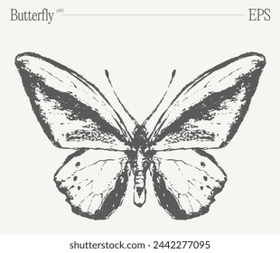 Hand drawn monochrome butterfly illustration on blank backdrop. Vector sketch.