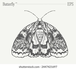 Hand drawn monochrome butterfly illustration on blank backdrop. Vector sketch.