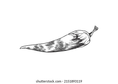 Hand drawn monochrome chili pepper ink sketch style, vector illustration isolated on white background. Organic vegetable, detailed vegetarian food, spicy