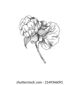 Hand drawn monochrome cloudberry with leaf sketch style, vector illustration isolated on white background. Organic engraved plant, outline design element, botanical illustration