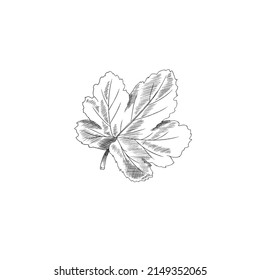 Hand drawn monochrome cloudberry leaf sketch style, vector illustration isolated on white background. Outline simple drawing, botanical, nature illustration