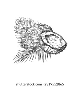Hand drawn monochrome coconuts with palm leaves sketch style, vector illustration isolated on white background. Whole and half natural organic products, decorative design element, tasty food