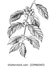 Hand drawn monochrome coffee tree branch