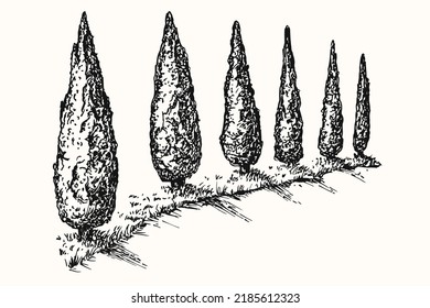 Hand drawn monochrome composition with with cypress trees along road. Vintage nature environment in engraved retro sketch style. Vector illustration.