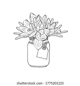 Hand drawn monochrome crocus flowers in mason jar clipart. Floral design element. Isolated on white background. Vector illustration.