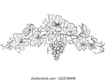 Hand drawn monochrome grape branchs with leaves and berries. Black and white decorations with grapes. Vector sketch.