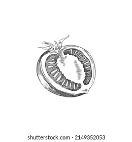 Hand drawn monochrome half of tomato sketch style, vector illustration isolated on white background. Cut vegetable, healthy organic product. Design element for menu or posters