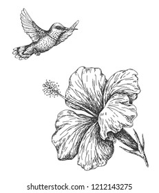 Hand drawn  monochrome humming bird and hibiscus isolated on white. Small hummingbird flying near flower.  Vector sketch.