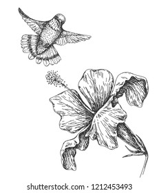 Hand drawn  monochrome humming bird and flower isolated on white. Small hummingbird flying near hibiscus.  Vector sketch.